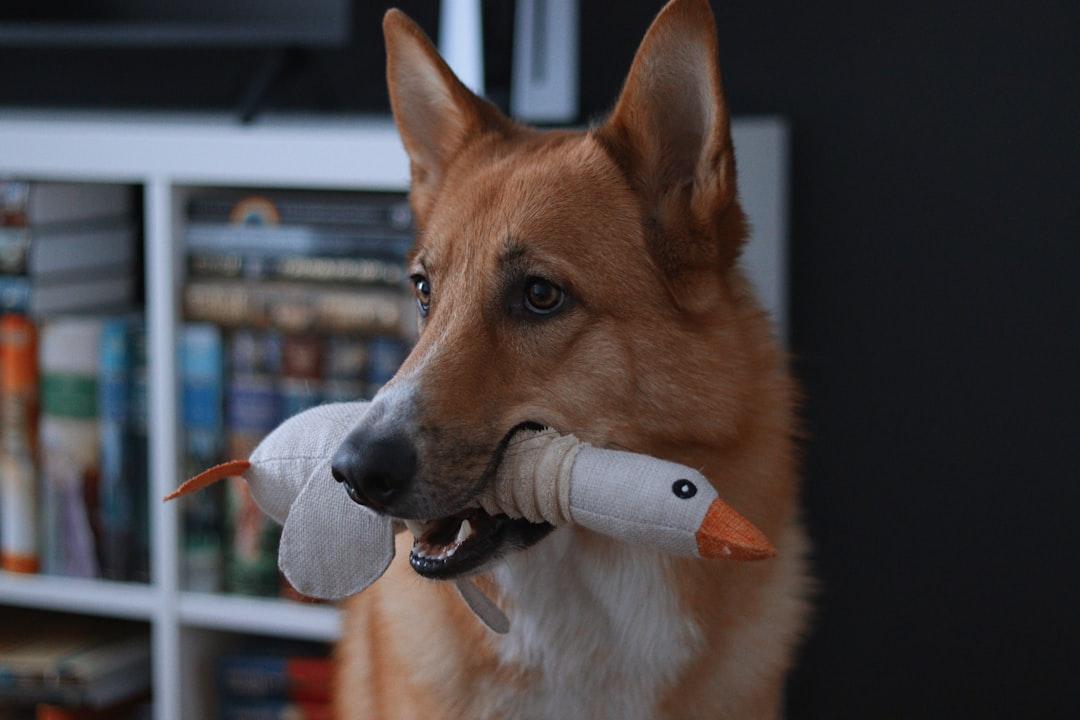 Dog walking service booking system demo for pet care professionals and dog walkers