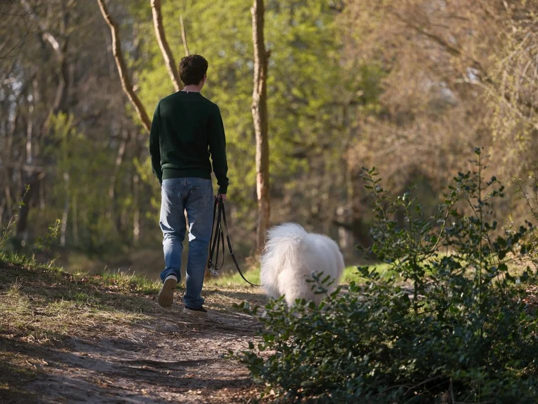About Tom's Local Dog Walking (Demo Only)