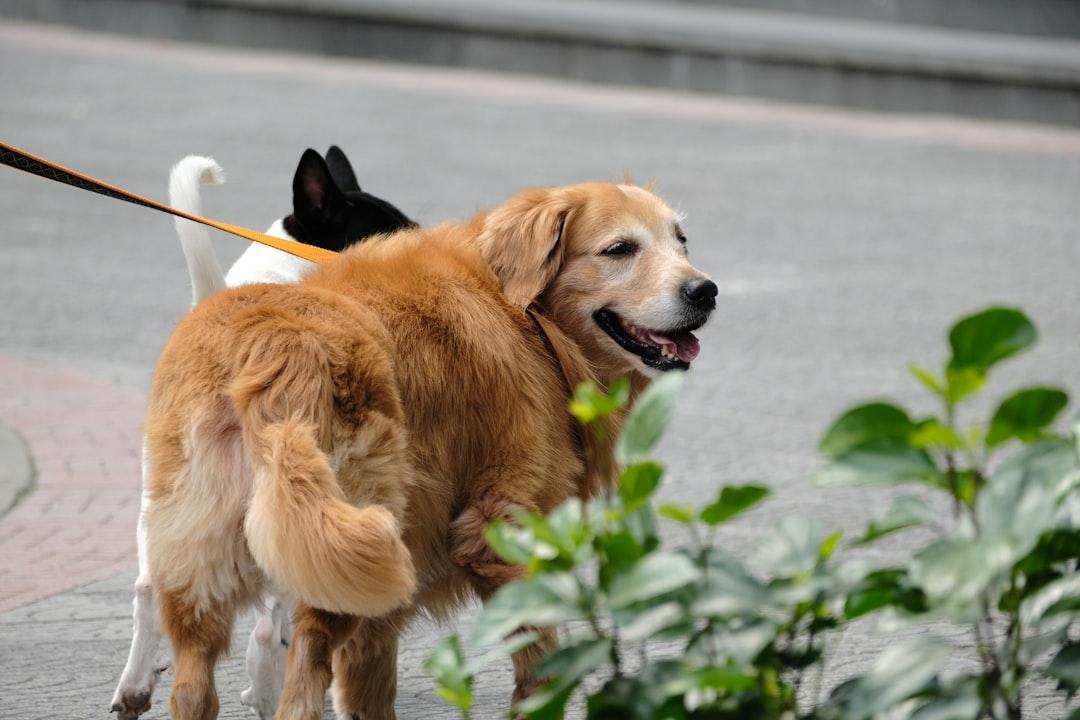 Mobile dog grooming booking software demo