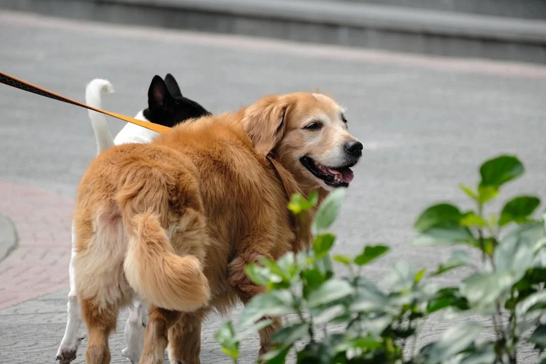 About Pawsome Dog Grooming (Demo Only)