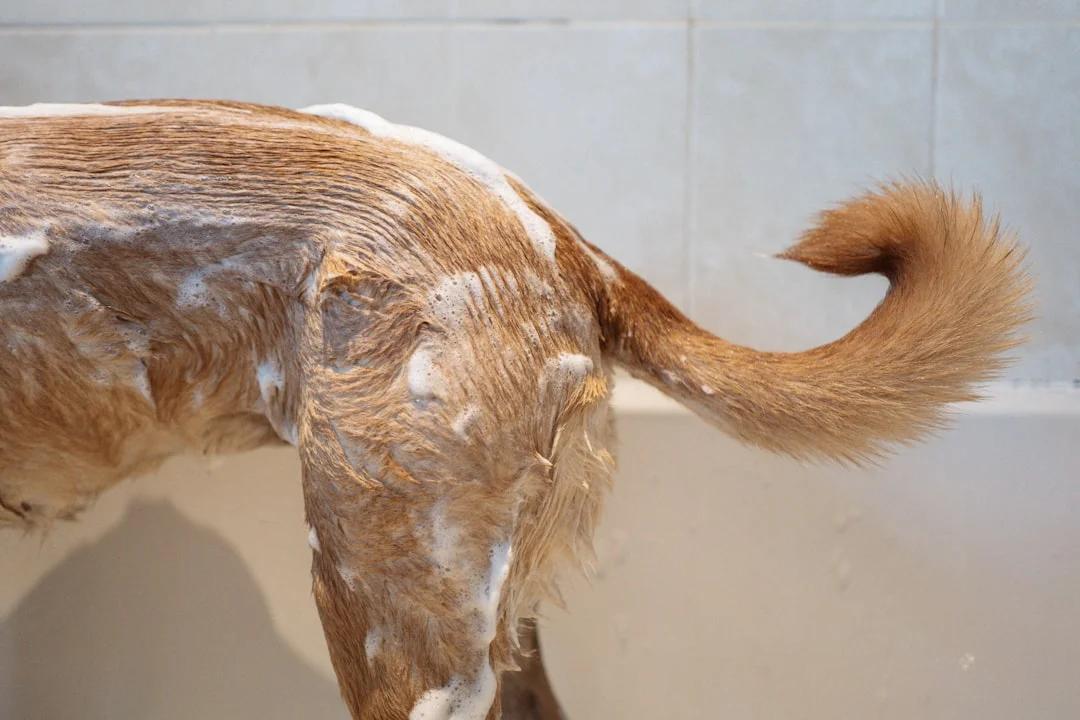 Bath & Brush