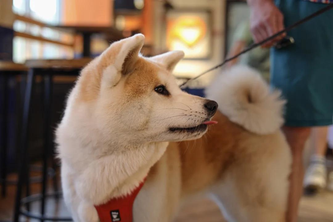 Full Grooming Service